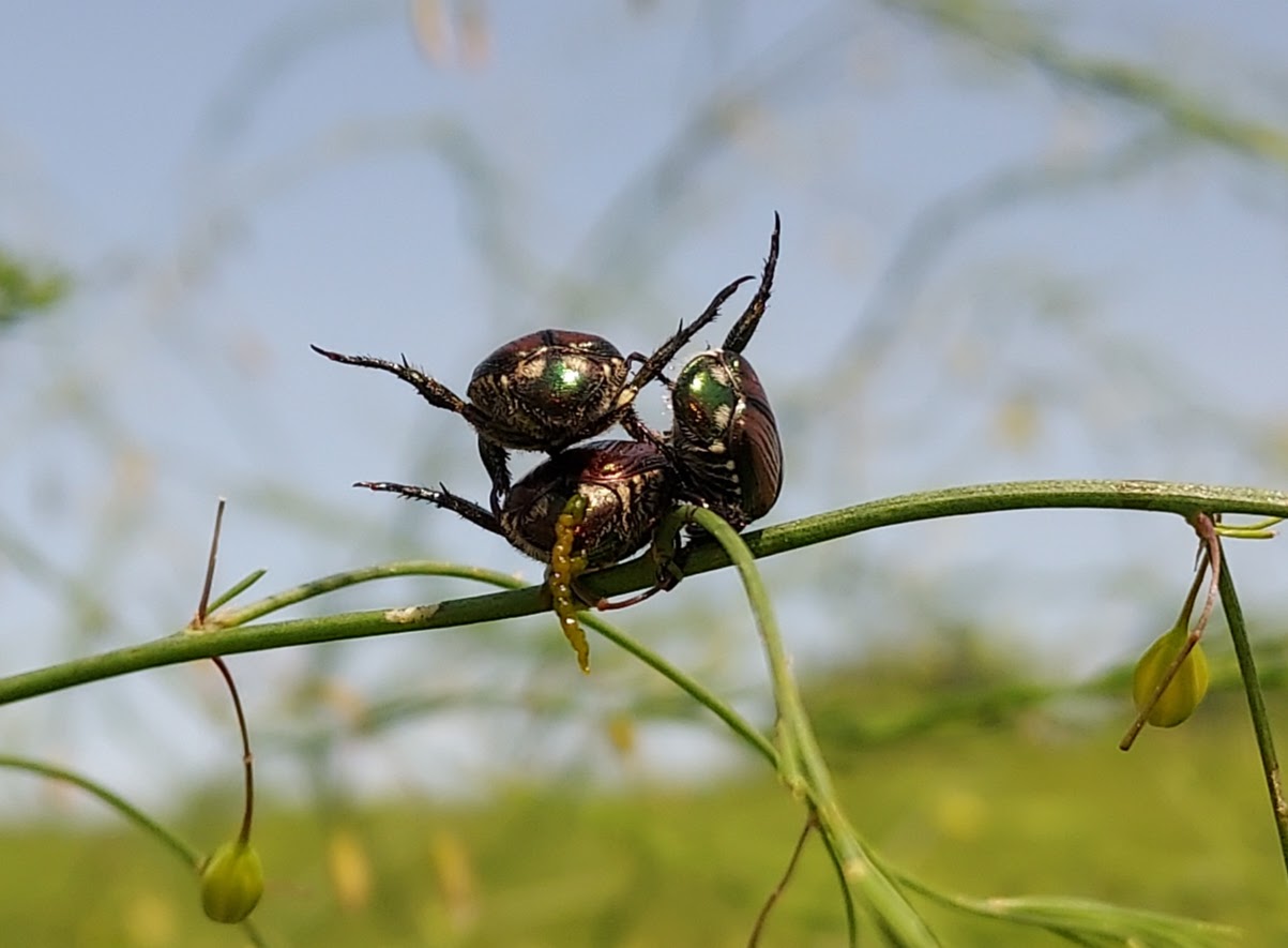 Three Japanese beetles that look to be dancing on top of a plant.
